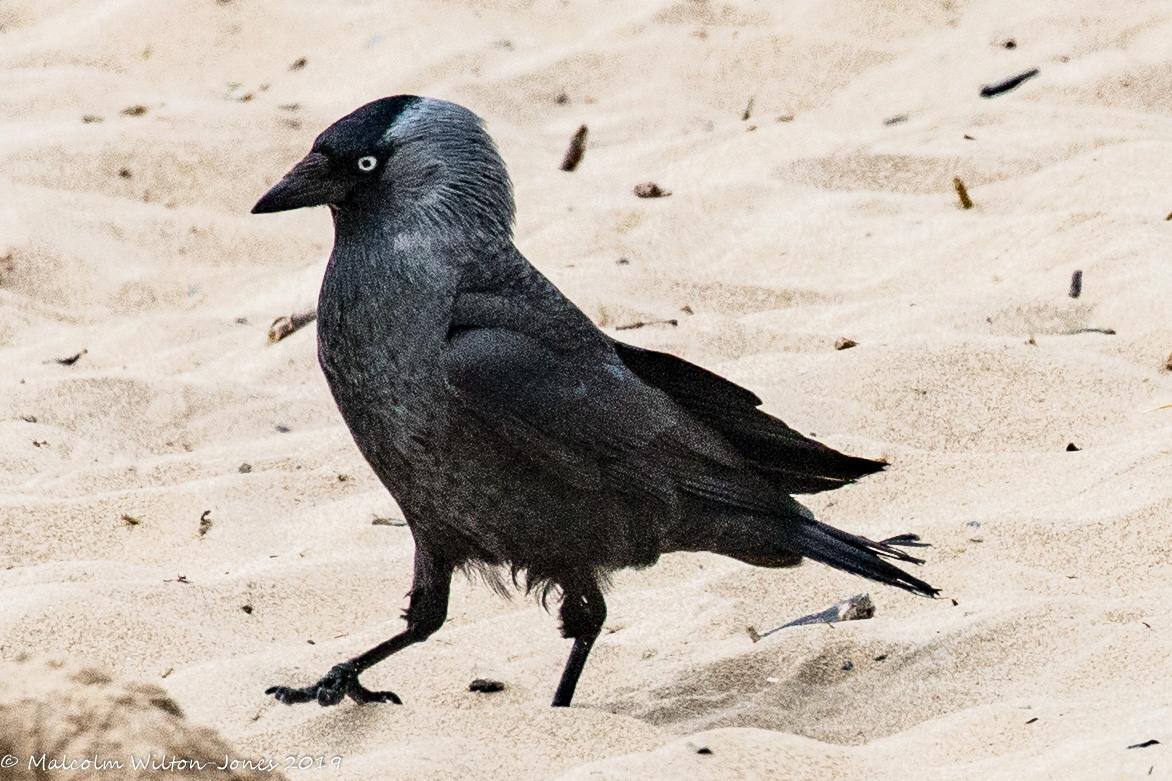 Jackdaw