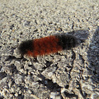 Woolly bear caterpillar