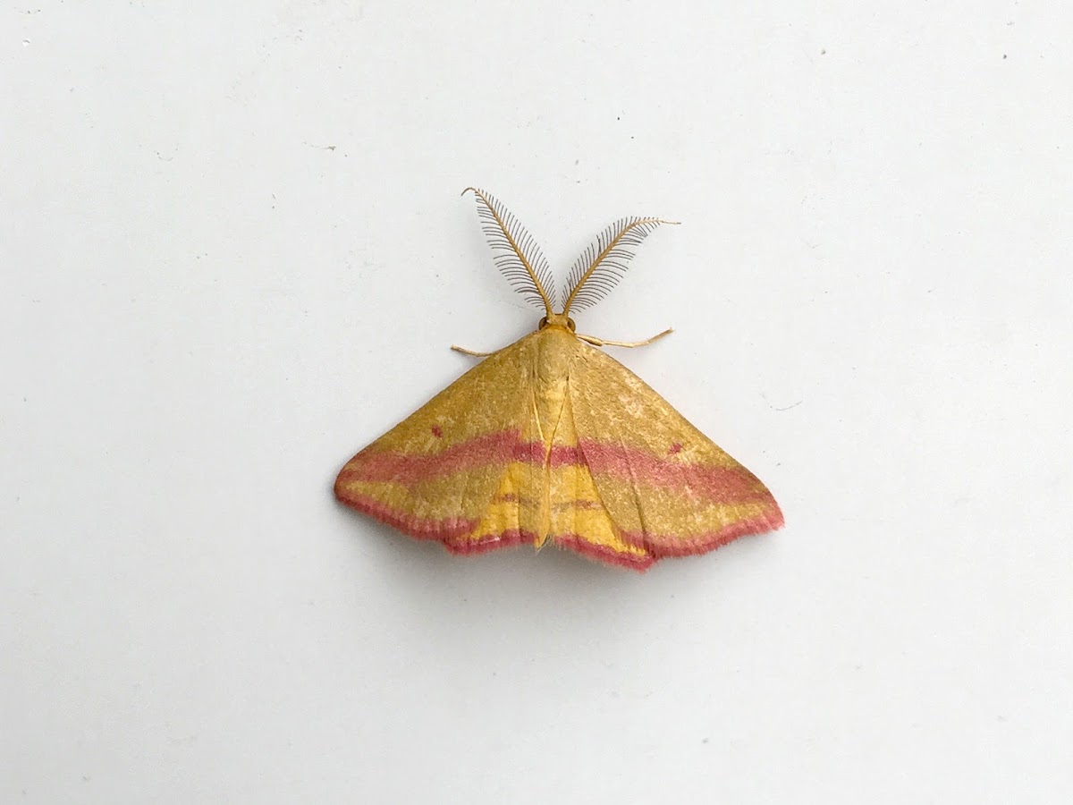 Chickweed Geometer