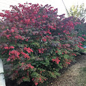 Burning bush