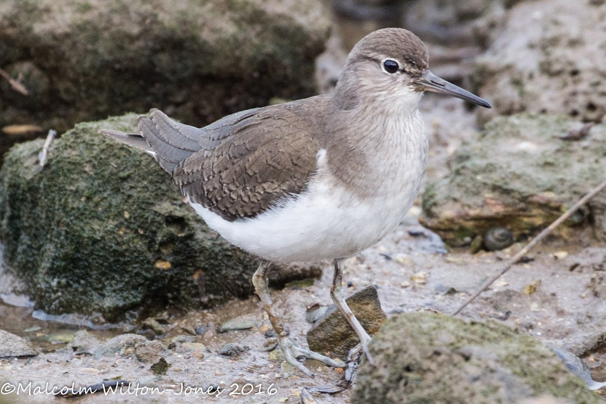 Common Sandpiper; Andarríos Chico