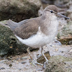 Common Sandpiper; Andarríos Chico