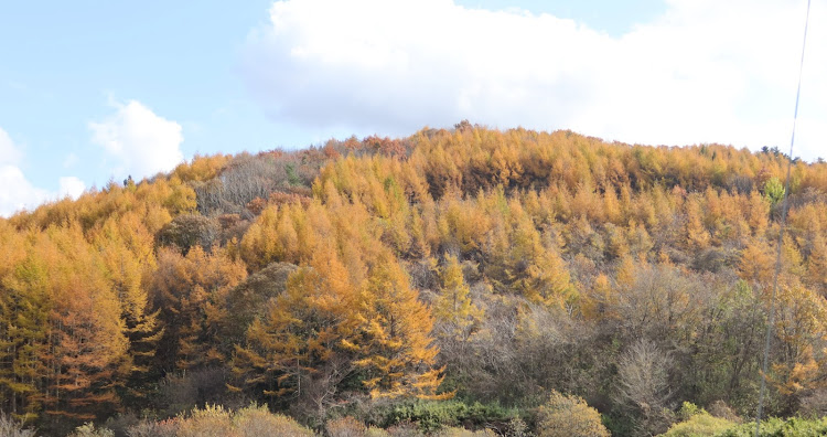 アルトワークスの仕事終わり・紅葉と愛車・紅葉スポット・東北北部・猫ちゃんに関するカスタム事例の投稿画像17枚目