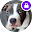 Fluffy Pitbull Dogs Security Lock Screen Download on Windows