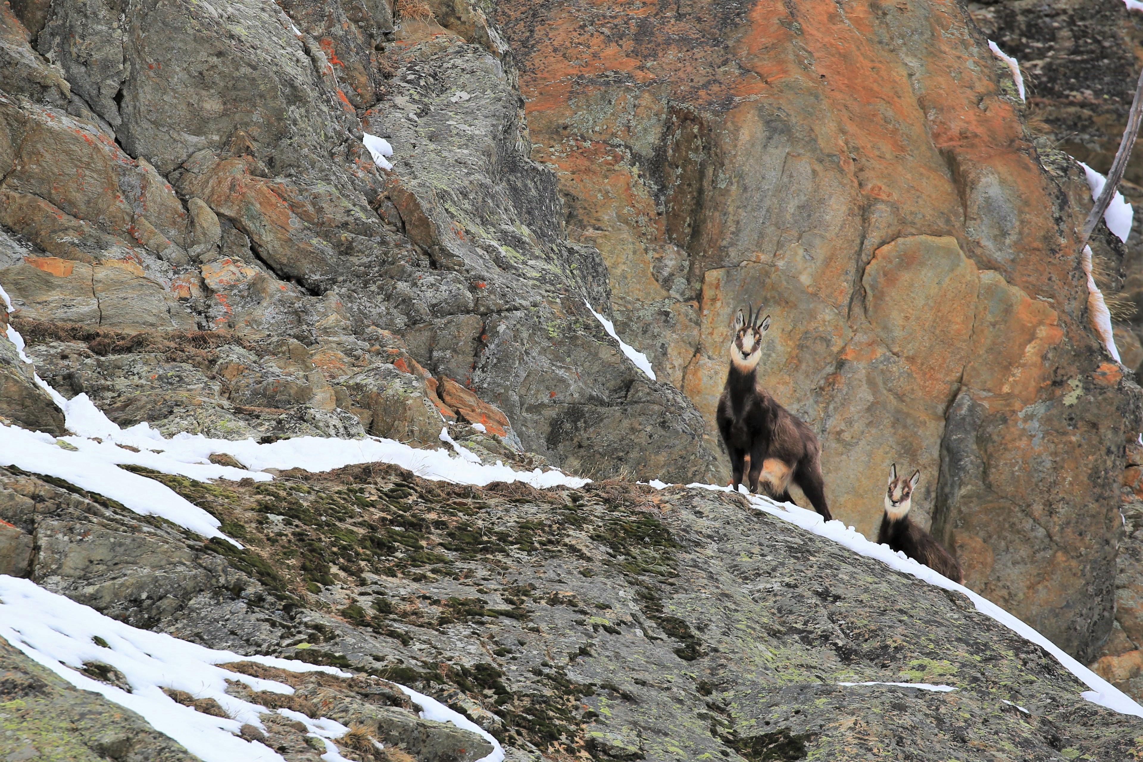 Camosci delle alpi di Rosaria_Scrofani