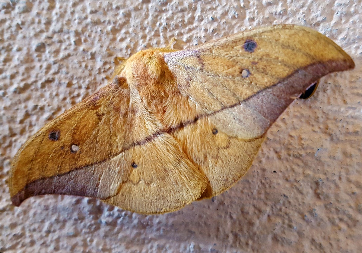 Helfer's Window Moth