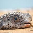 Spot-fin porcupinefish