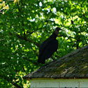 Turkey Vulture