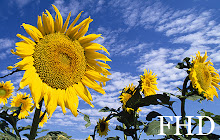 Sunflower Wallpapers Full HD New Tab small promo image