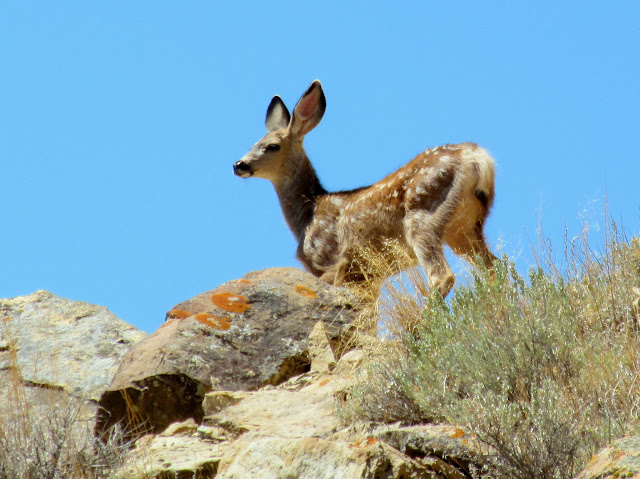 Cute little spotted fawn