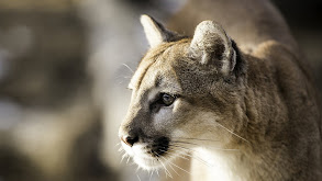 Mountain Lion vs. Bighorn thumbnail