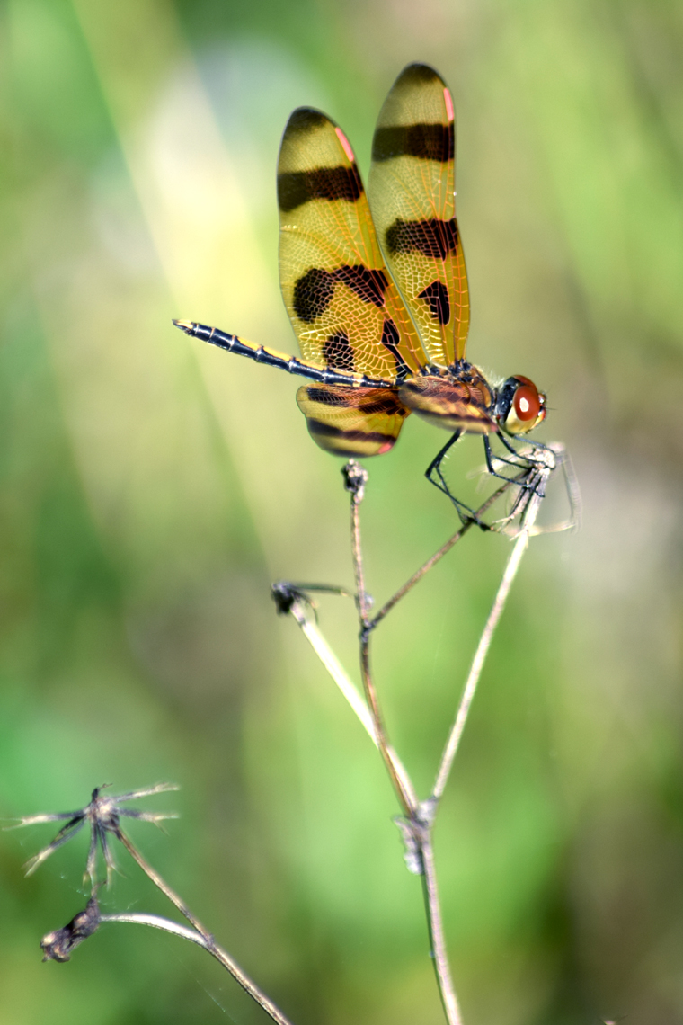 Halloween Pennant