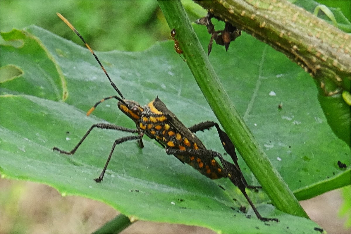 Squash bug