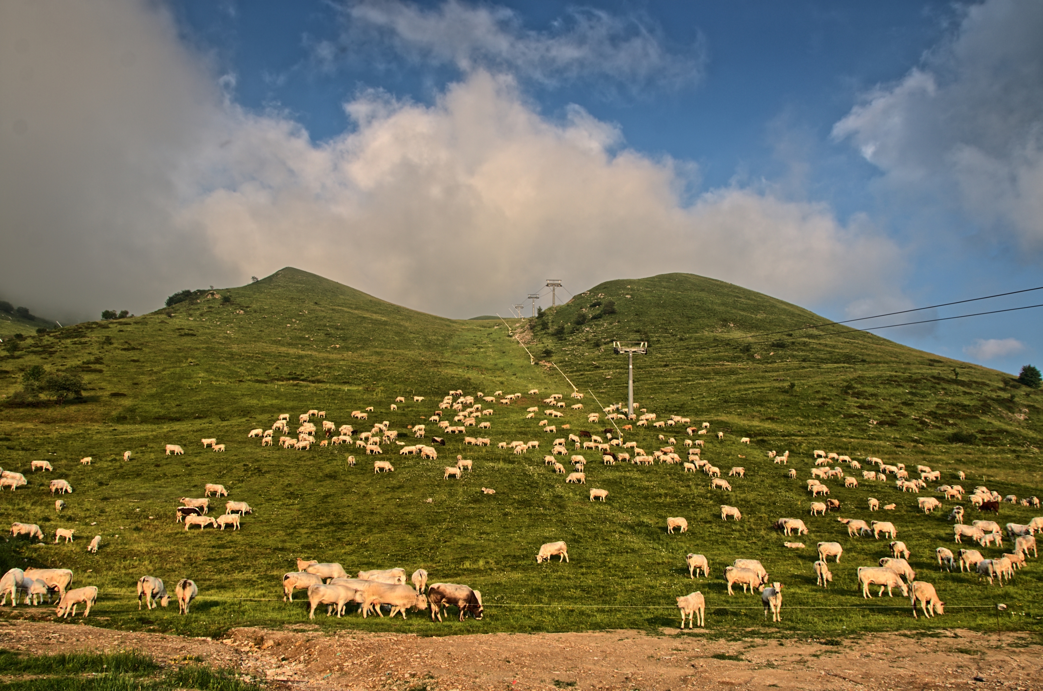 Al pascolo di maurizio_longinotti