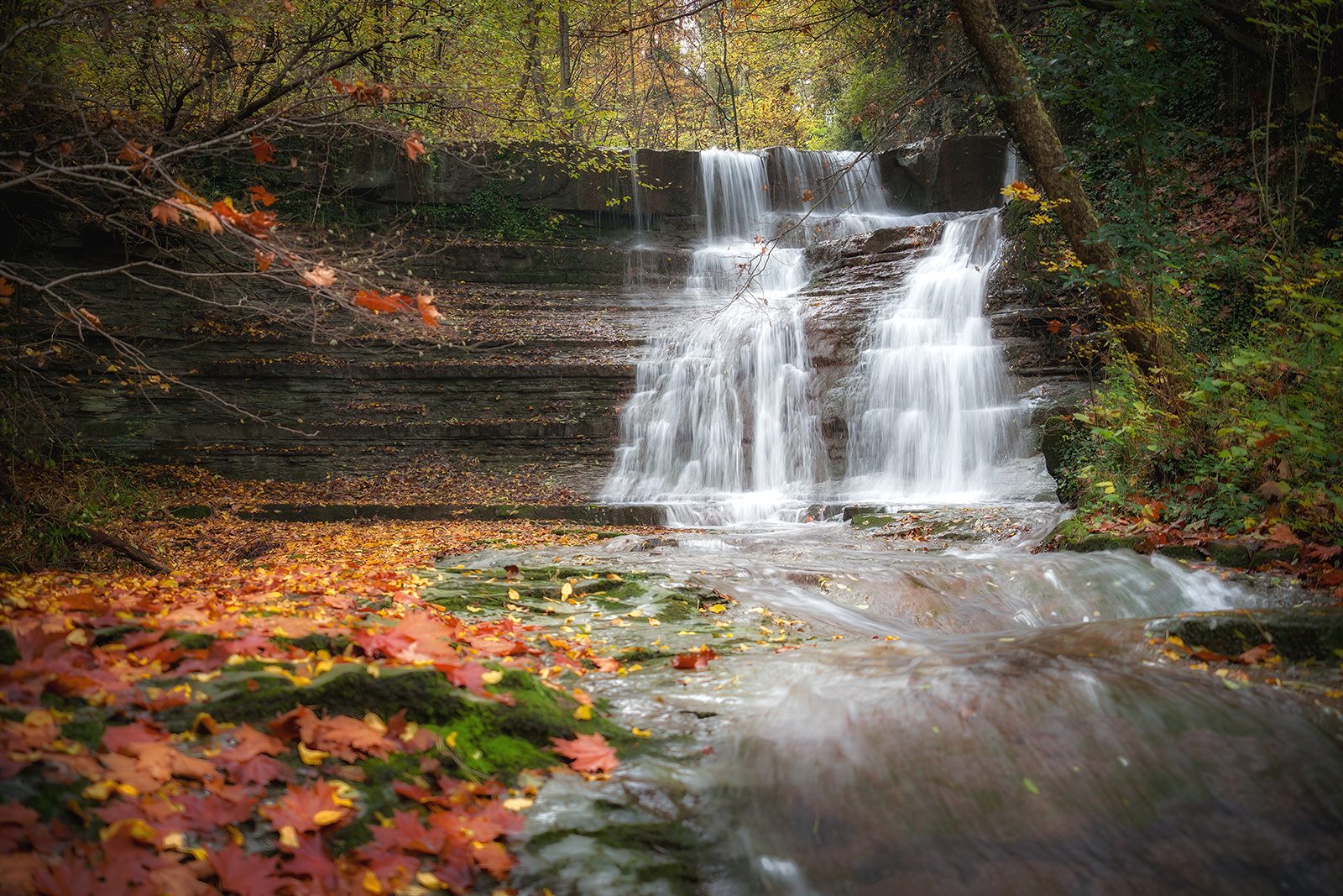 la magia del bosco di zmphotography