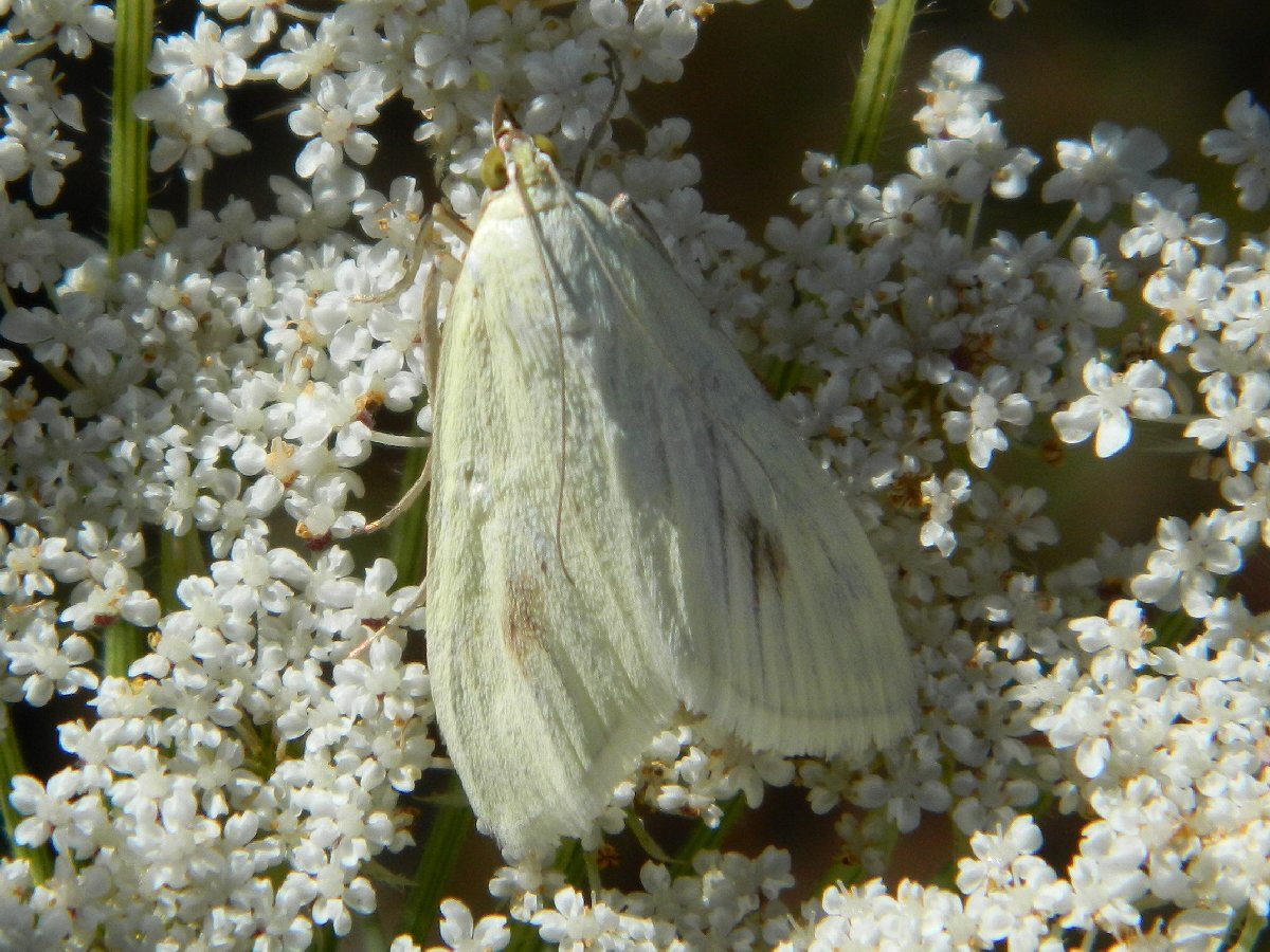 Sitochroa moth