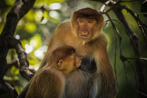 Baby and Mom di NickAdami