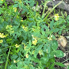 sickle alfalfa