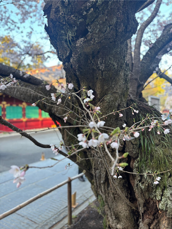 アクアのいつもイイネ&コメントありがとうございます🙇‍♂️・アクア仲間さん募集中・桜コラボ・タイヤ交換完了・ドライブに関するカスタム事例の投稿画像4枚目