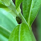 Typical Treehopper