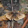 Owlet Moth