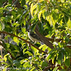 Great Tit; Carbonero Común