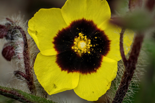 Xolantha Tuberaria guttata