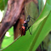 Assassin Bug