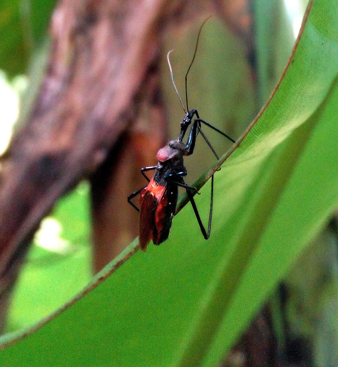 Assassin Bug