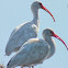 White Ibis