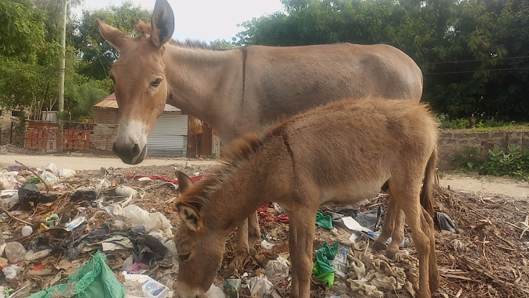 Donkeys feed at a dumpsite in Lamu.