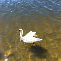 Mute swan