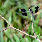 Band-winged Dragonlet