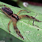 Huntsman Spider