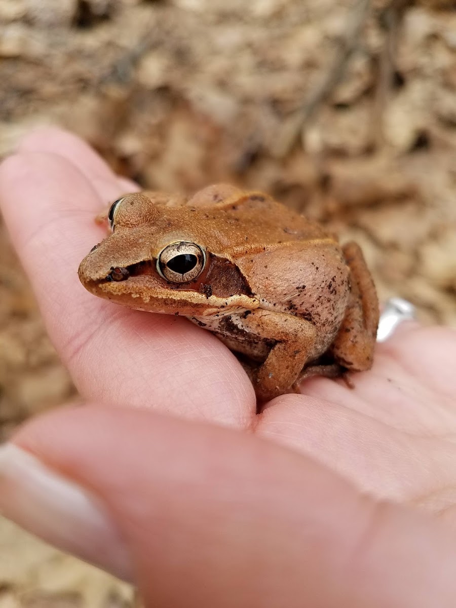 Wood Frog