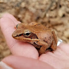 Wood Frog