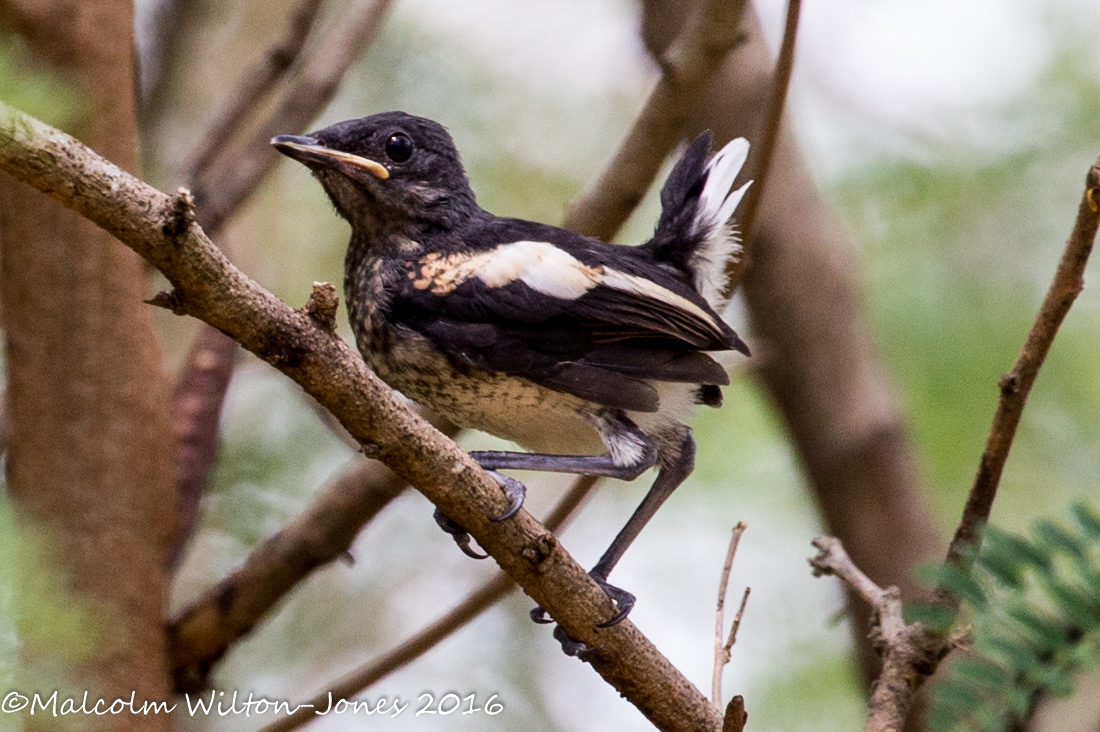 Oriental Magpie Robin