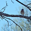 Eastern Bluebird