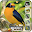 Canto de Fim Fim Download on Windows