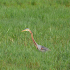 Purple Heron