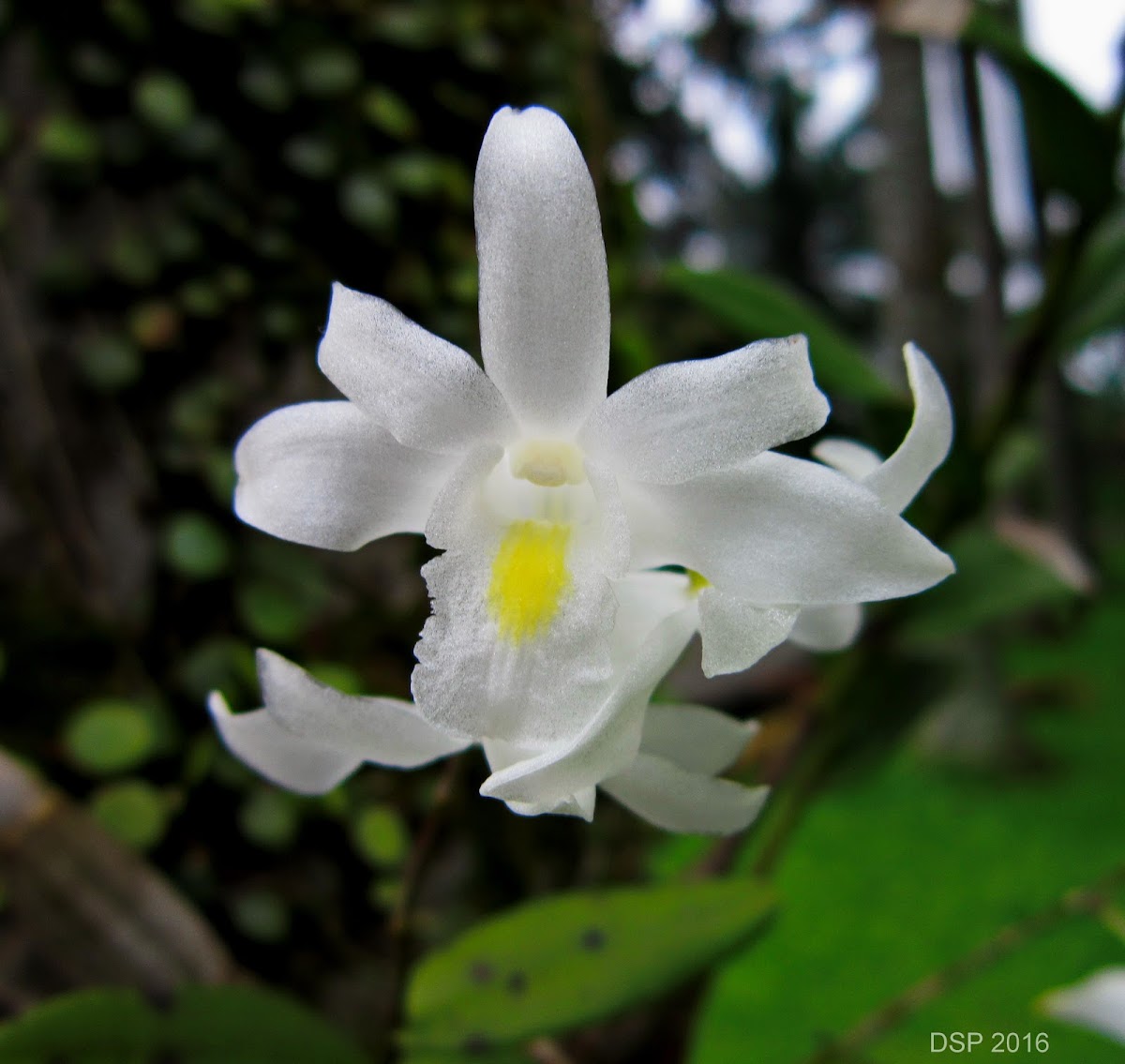 Pigeon Orchid