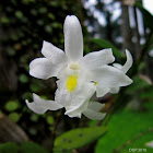 Pigeon Orchid