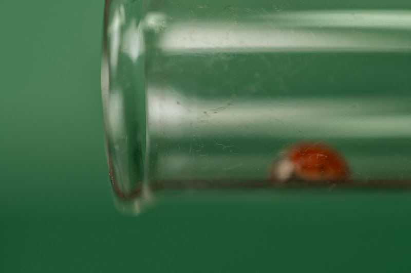 Ladybug in glass di Nicola_Santolin