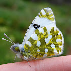 Eastern Dappled White