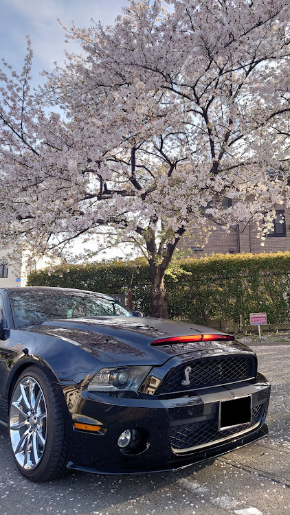 マスタング クーペの桜とコラボ・桜・アメ車・ナイトライダー・サクラと愛車に関するカスタム事例の投稿画像1枚目