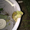 Cope's Gray Tree Frog