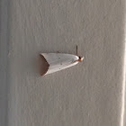 Milky Urola Moth