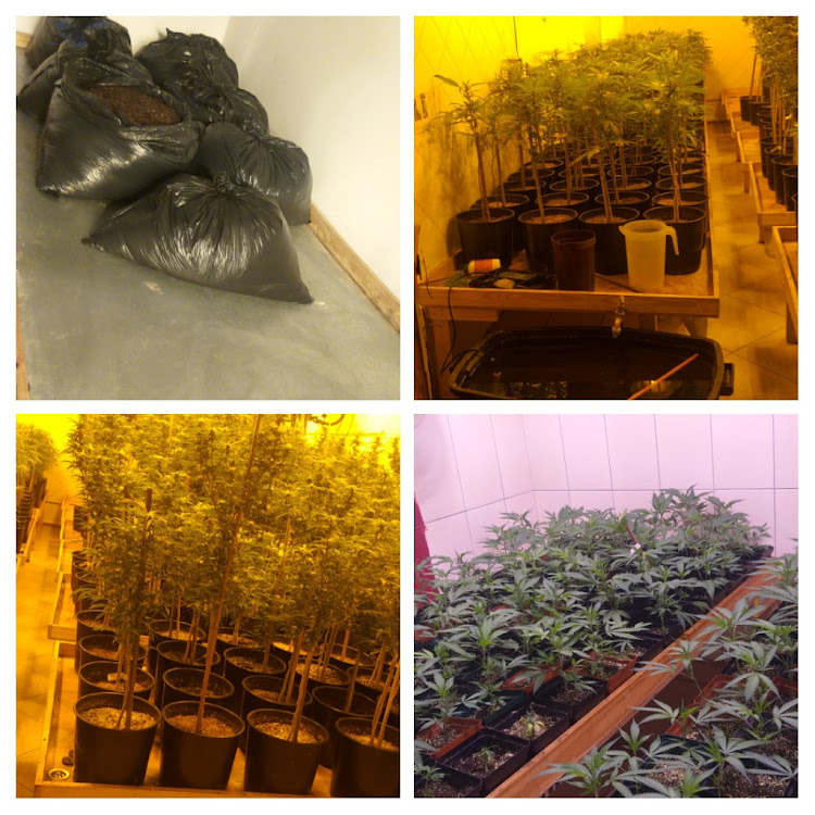 The 33-year-old man was arrested and charged with manufacturing, dealing in and cultivation of dagga.