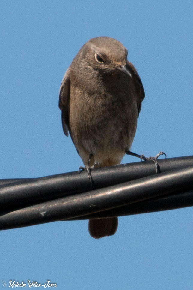 Black Redstart; Colirrojo Tizón