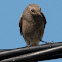 Black Redstart; Colirrojo Tizón